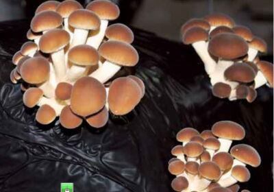 Zuchtpilze haben immer Saison Bio Aktuell