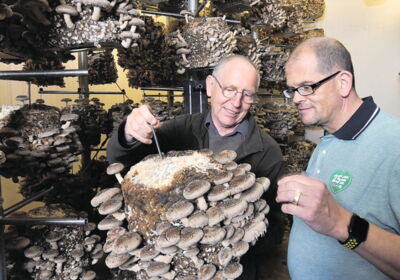 Kunstwerk Bio-Pilz Coop-Zeitung