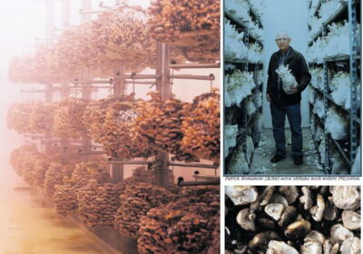 Drei Profis und der Pilz-Boom